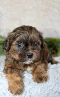 Shihpoo Male #2, a male Shihpoo for sale in Orlando, FL – Photo 3 of 4
