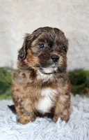 Shihpoo Male #2, a male Shihpoo for sale in Orlando, FL – Photo 2 of 4