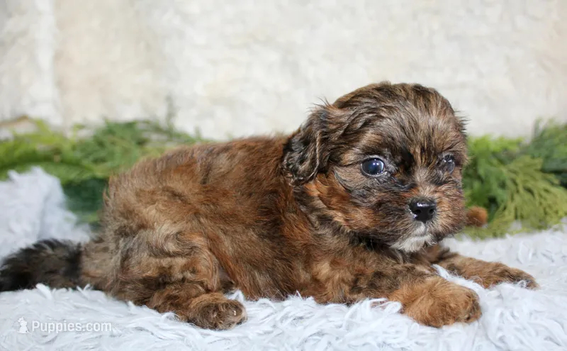 Shihpoo Male #2 – Shihpoo puppy for sale in Orlando, FL