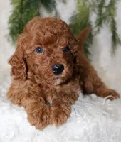 Cavapoo Male #3, a male Cavapoo for sale in Orlando, FL – 2 of 4