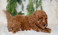 Cavapoo Male #3, a male Cavapoo for sale in Orlando, FL – 3 of 4