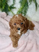 Cavapoo Female #2, a female Cavapoo for sale in Orlando, FL – 2 of 4