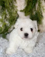 Male Maltese #2, a male Maltese for sale in Orlando, FL – 4 of 5