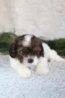 Shihpoo Male #1, a male Shihpoo for sale in Orlando, FL – Photo 4 of 4