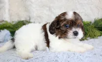 Shihpoo Male #1, a male Shihpoo for sale in Orlando, FL – Photo 1 of 4