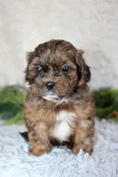 Shihpoo Male #2, a male Shihpoo for sale in Orlando, FL – Photo 4 of 4