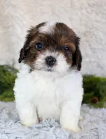 Shihpoo Male #1, a male Shihpoo for sale in Orlando, FL – Photo 3 of 4