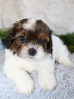 Shihpoo Male #1, a male Shihpoo for sale in Orlando, FL – Photo 2 of 4
