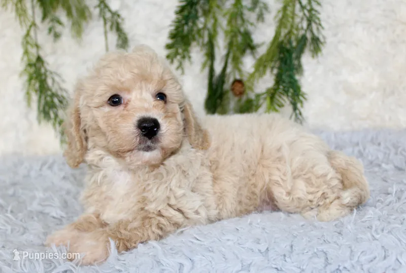 Bichpoo Male #1 – Bichpoo puppy for sale in Orlando, FL