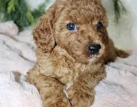Cavapoo Female #4, a female Cavapoo for sale in Orlando, FL – 1 of 4