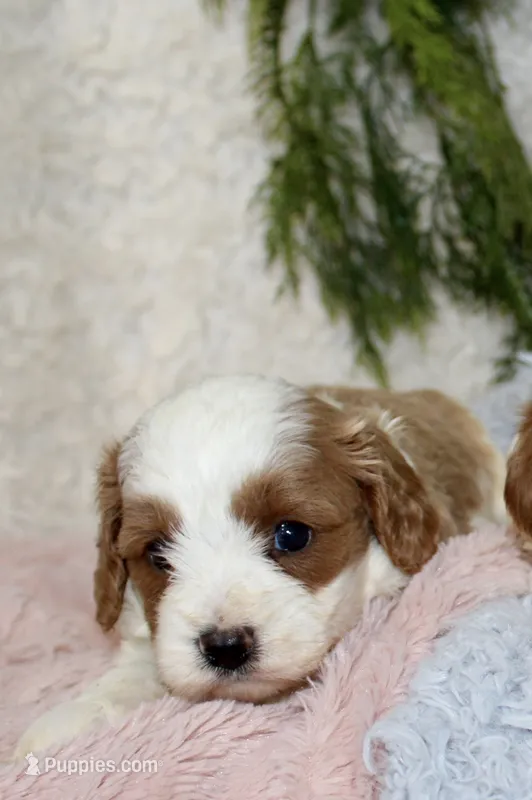 Cavapoo Female #1 – Cavapoo puppy for sale in Orlando, FL