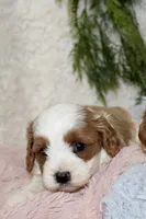 Cavapoo Female #1, a female Cavapoo for sale in Orlando, FL – 1 of 3