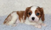 Cavalier Male #1, a male Cavalier King Charles Spaniel for sale in Orlando, FL – 2 of 5