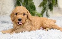 F1B Mini Male #2, a male Miniature Goldendoodle for sale in Orlando, FL – 4 of 5