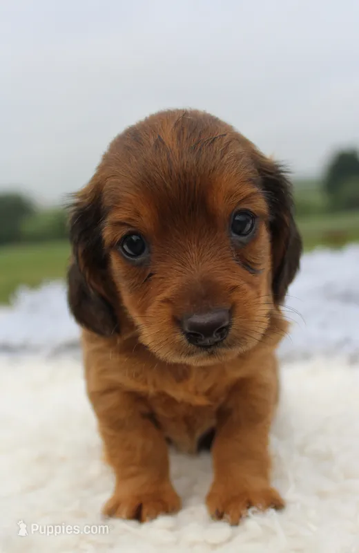 Mini Dachshund Male #3 – Miniature Dachshund puppy for sale in Orlando, FL