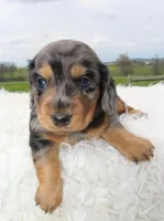 Long Hair Mini Male, a male Miniature Dachshund for sale in Orlando, FL – Photo 4 of 4