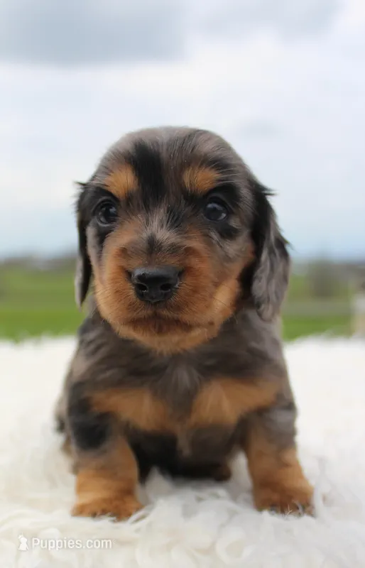 Long Hair Mini Male – Miniature Dachshund puppy for sale in Orlando, FL