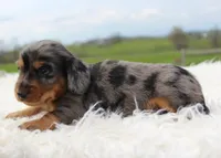 Long Hair Mini Male, a male Miniature Dachshund for sale in Orlando, FL – Photo 3 of 4