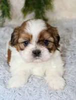 Male Shihtzu #3, a male Shih Tzu for sale in Orlando, FL – 4 of 6