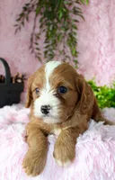 Cavapoo Female #7, a female Cavapoo for sale in Orlando, FL – 5 of 5