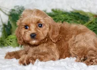 Cavapoo Male #2, a male Cavapoo for sale in Orlando, FL – 2 of 4
