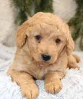 F1B Mini Male #3, a male Miniature Goldendoodle for sale in Orlando, FL – 3 of 4