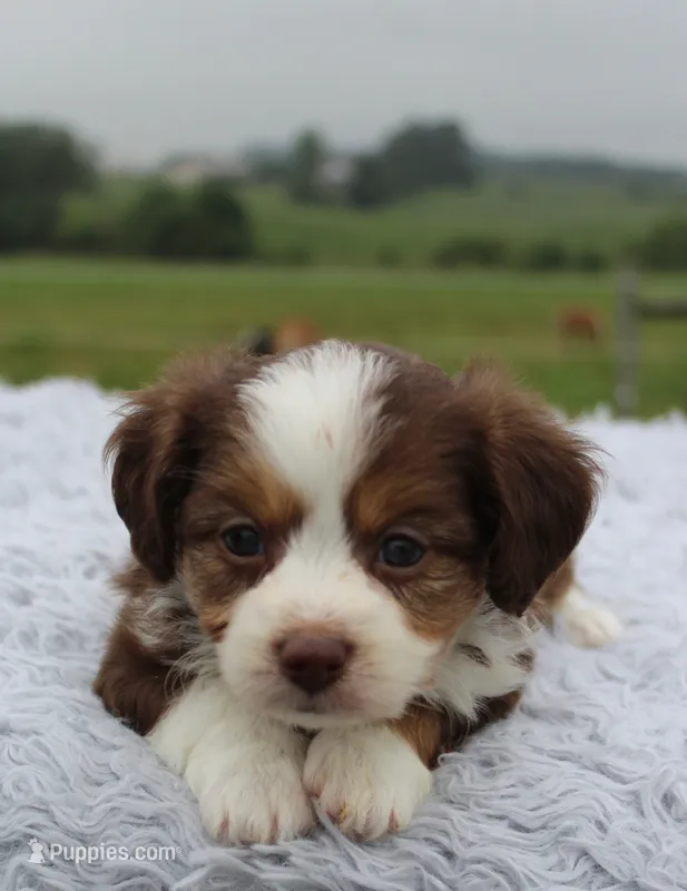 Toy Aussiedoodle Male #2 – Miniature Aussiedoodle puppy for sale in Orlando, FL