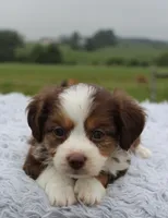 Toy Aussiedoodle Male #2, a male Miniature Aussiedoodle for sale in Orlando, FL – 1 of 3