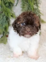 Havapoo male #1, a male Havapoo for sale in Orlando, FL – Photo 4 of 5