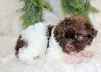 Havapoo male #1, a male Havapoo for sale in Orlando, FL – Photo 3 of 5