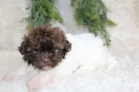 Havapoo male #1, a male Havapoo for sale in Orlando, FL – Photo 5 of 5