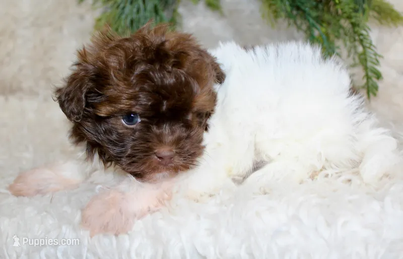 Havapoo male #1 – Havapoo puppy for sale in Orlando, FL