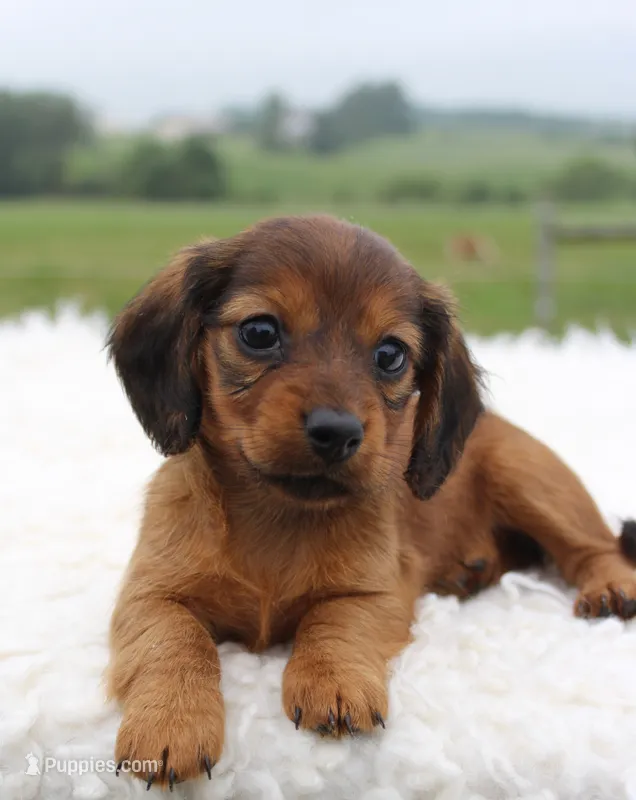 Mini Dachshund Female #2 – Miniature Dachshund puppy for sale in Orlando, FL