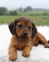 Mini Dachshund Female #2, a female Miniature Dachshund for sale in Orlando, FL – 1 of 4