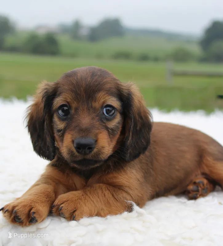 Mini Dachshund Female #1 – Miniature Dachshund puppy for sale in Orlando, FL