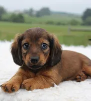 Mini Dachshund Female #1, a female Miniature Dachshund for sale in Orlando, FL – 1 of 5