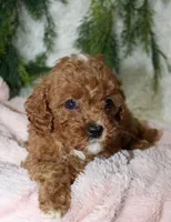 Cavapoo Female #2, a female Cavapoo for sale in Orlando, FL – 4 of 4