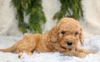 F1B Mini Male #2, a male Miniature Goldendoodle for sale in Orlando, FL – 3 of 5