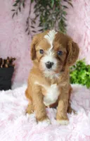 Cavapoo Female #6, a female Cavapoo for sale in Orlando, FL – 5 of 5