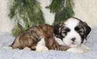 Male Shihtzu #2, a male Shih Tzu for sale in Orlando, FL – 5 of 5