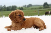 Mini Dachshund Female #3, a female Miniature Dachshund for sale in Orlando, FL – 2 of 4