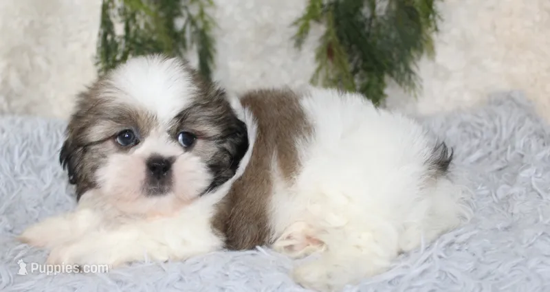 Shihtzu Male #1 – Shih Tzu puppy for sale in Orlando, FL