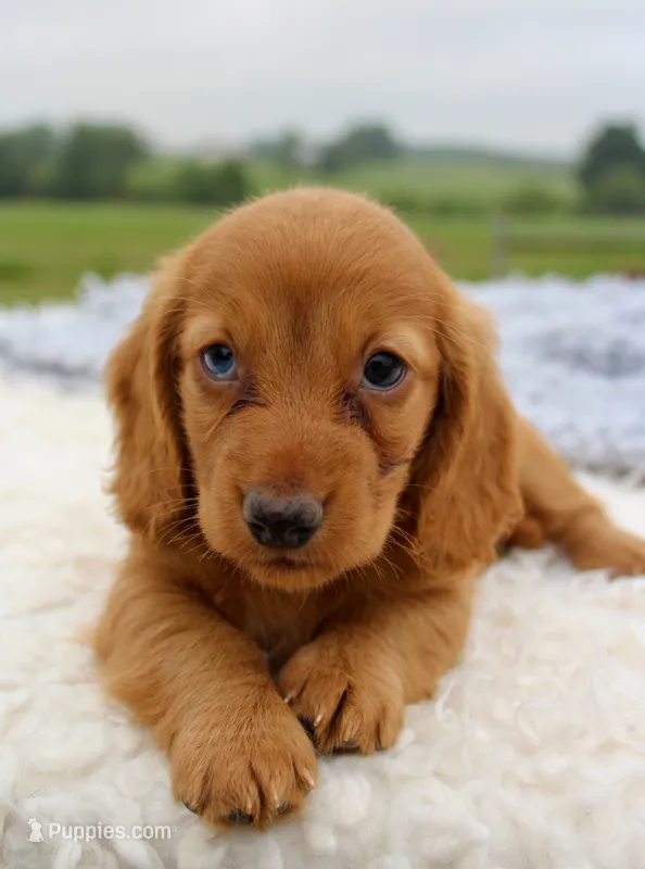 Mini Dachshund Male #1 – Miniature Dachshund puppy for sale in Orlando, FL