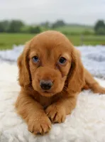 Mini Dachshund Male #1, a male Miniature Dachshund for sale in Orlando, FL – 1 of 4