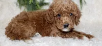 Mini Poodle Male #1, a male Poodle - Miniature  for sale in Orlando, FL – 2 of 4
