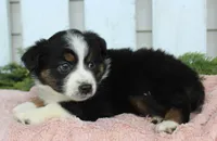 Female Mini Aussie #1, a female Miniature American Shepherd for sale in Orlando, FL – 4 of 4