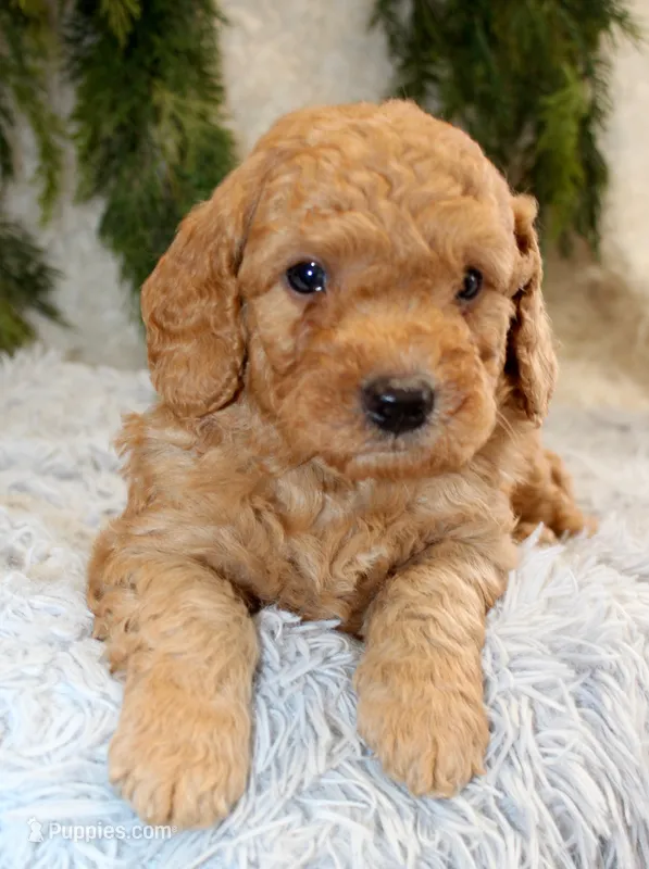 F1B Mini Male #2 – Miniature Goldendoodle puppy for sale in Orlando, FL