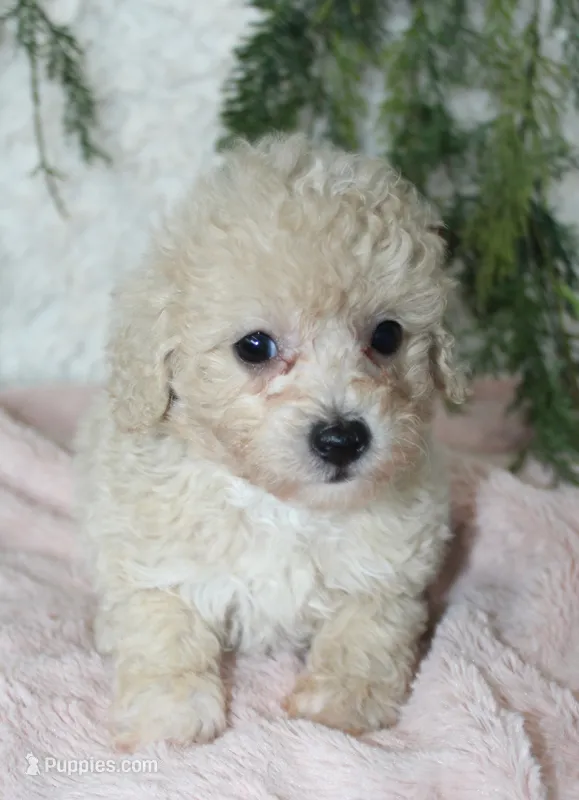 Bichpoo Female #4 – Bichpoo puppy for sale in Orlando, FL