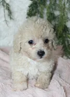 Bichpoo Female #4, a female Bichpoo for sale in Orlando, FL – 1 of 3
