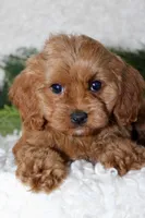 Cavapoo Male #2, a male Cavapoo for sale in Orlando, FL – 3 of 4